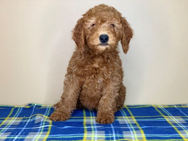 Goldendoodle Mini 2nd Gen DOG Female Red 1343 Petland Florence, Kentucky