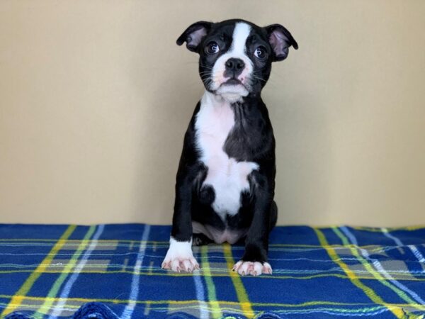 Boston Terrier DOG Female Black / White 1342 Petland Florence, Kentucky