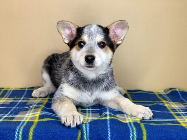 Australian Cattle Dog DOG Female Blue Merle 1339 Petland Florence, Kentucky