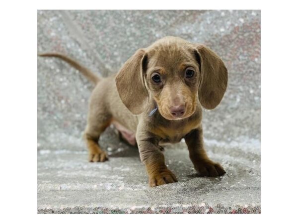 Dachshund DOG Male Blue / Tan 1348 Petland Florence, Kentucky