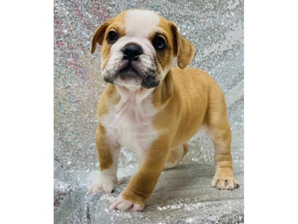 Bulldog DOG Male Red / White 1349 Petland Florence, Kentucky