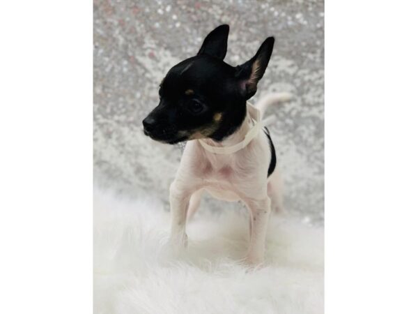 Chihuahua-DOG-Male--1350-Petland Florence, Kentucky