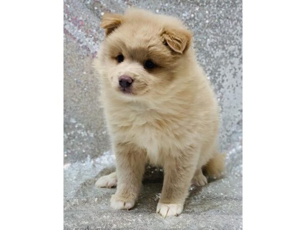 Pomsky-DOG-Female-Blue / Tan-1351-Petland Florence, Kentucky