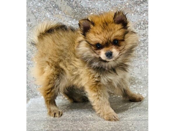 Pomeranian DOG Male Orange Sable 1352 Petland Florence, Kentucky