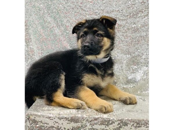 German Shepherd Dog DOG Female Black / Tan 1353 Petland Florence, Kentucky