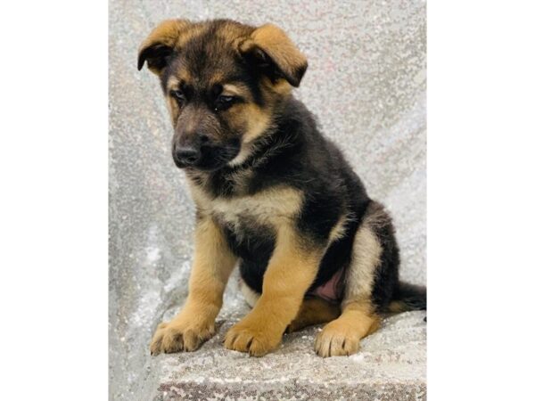 German Shepherd Dog DOG Male Black / Tan 1354 Petland Florence, Kentucky