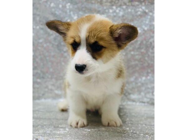 Pembroke Welsh Corgi DOG Male Red / White 1355 Petland Florence, Kentucky