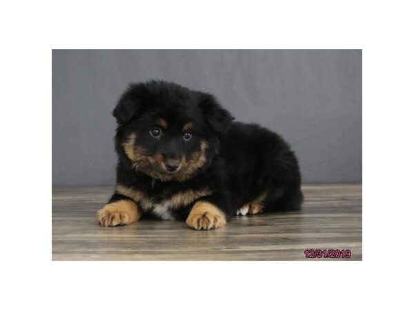 Miniature Australian Shepherd DOG Female Black 1356 Petland Florence, Kentucky