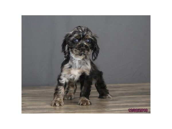 Cocker Spaniel-DOG-Female-Blue Merle-1357-Petland Florence, Kentucky