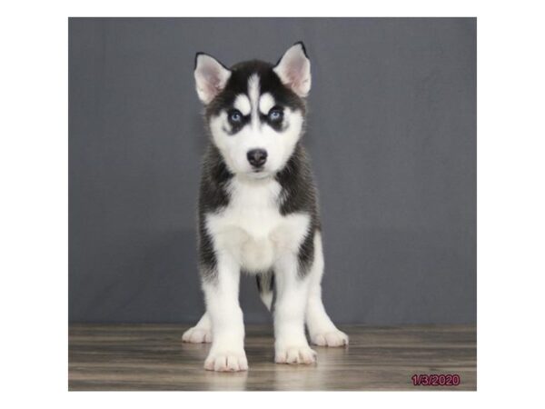 Siberian Husky DOG Male Black / White 1360 Petland Florence, Kentucky