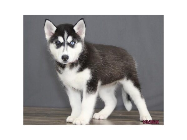 Siberian Husky DOG Female Black / White 1361 Petland Florence, Kentucky