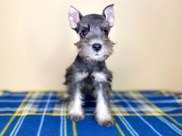 Miniature Schnauzer DOG Female Black / Tan 1367 Petland Florence, Kentucky