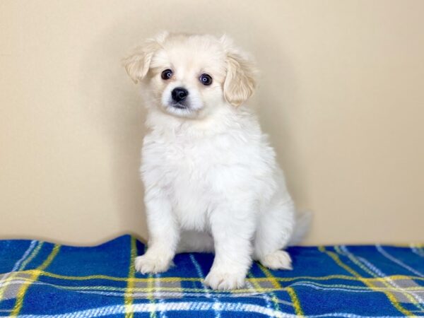 Pomapoo DOG Male Cream 1365 Petland Florence, Kentucky