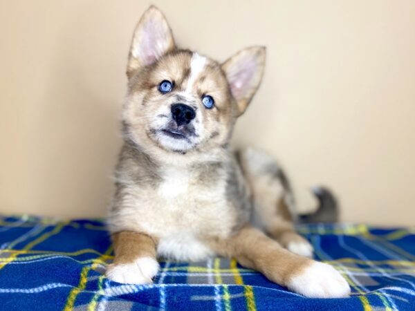 Pomsky-DOG-Male-Red Sable-1364-Petland Florence, Kentucky