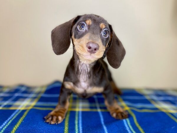 Dachshund-DOG-Male-Chocolate / Tan-1362-Petland Florence, Kentucky