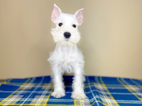 Miniature Schnauzer DOG Female white 1375 Petland Florence, Kentucky