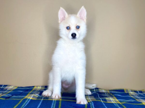 Pomsky DOG Female cream 1374 Petland Florence, Kentucky