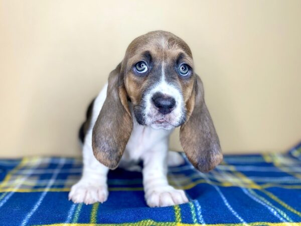 Basset Hound DOG Female Blue White / Tan 1373 Petland Florence, Kentucky