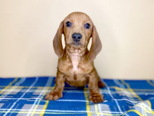 Dachshund-DOG-Female-Red-1372-Petland Florence, Kentucky
