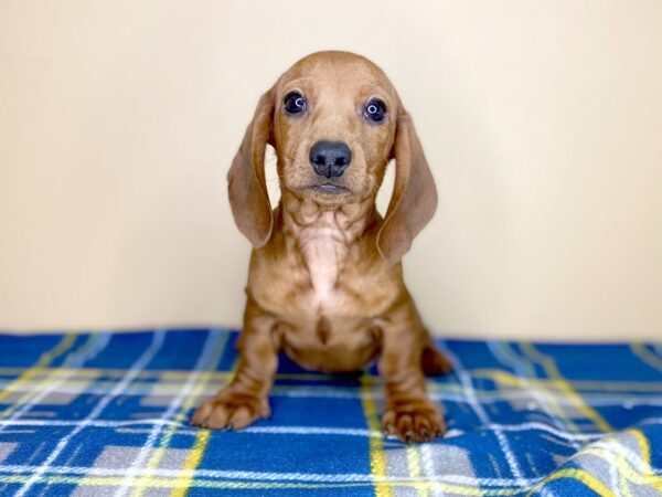 Dachshund DOG Female Red 1372 Petland Florence, Kentucky