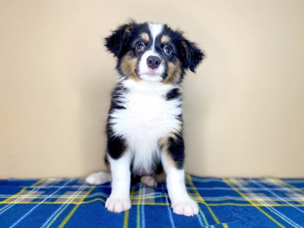 Australian Shepherd DOG Female Black 1371 Petland Florence, Kentucky