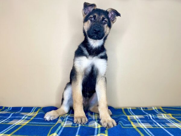 German Shepherd Dog DOG Male Black / Tan 1369 Petland Florence, Kentucky