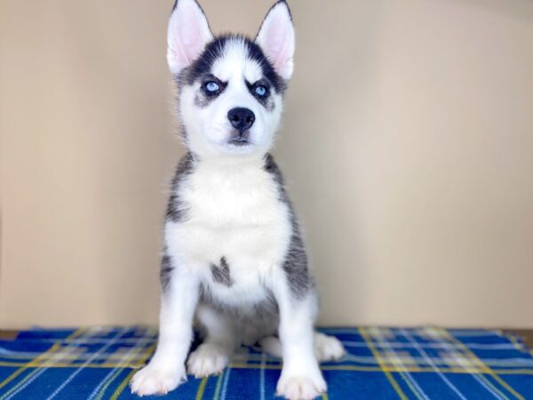 Siberian Husky DOG Male Black / White 1368 Petland Florence, Kentucky