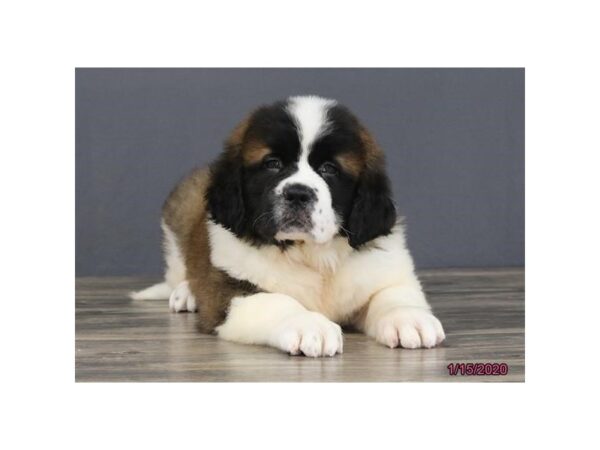 Saint Bernard DOG Female Sable / White 1376 Petland Florence, Kentucky