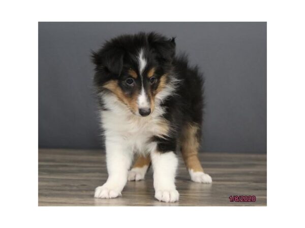 Shetland Sheepdog DOG Female Tri-Colored 1377 Petland Florence, Kentucky