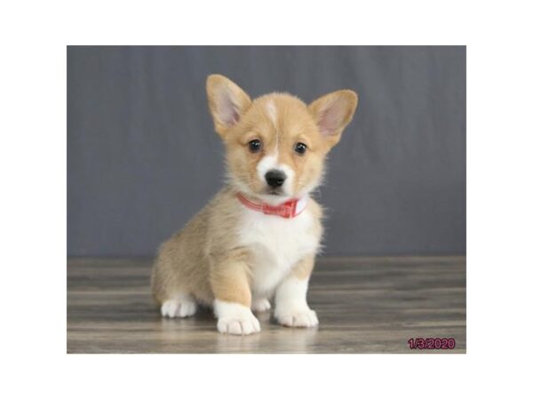 Pembroke Welsh Corgi DOG Female Red / White 1378 Petland Florence, Kentucky