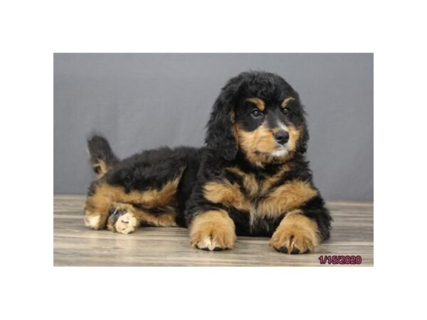 Bernadoodle DOG Female Black / Rust 1379 Petland Florence, Kentucky