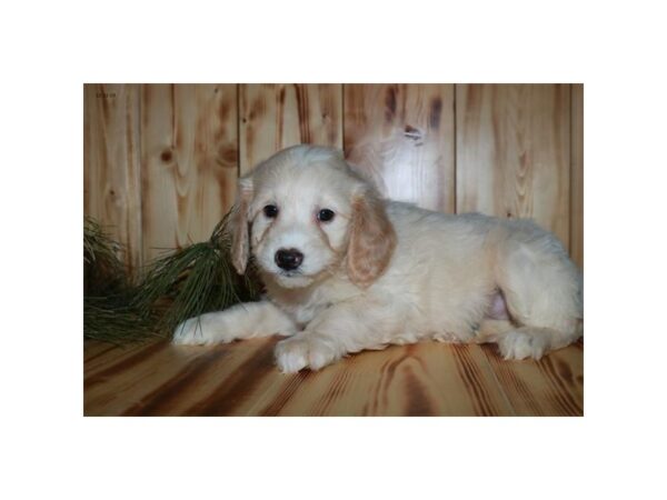 Goldendoodle Mini 2nd Gen DOG Male Cream 1380 Petland Florence, Kentucky