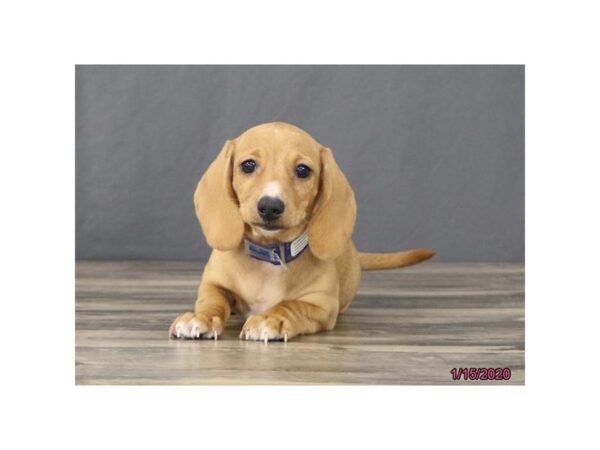 Dachshund-DOG-Male-Fawn-1381-Petland Florence, Kentucky