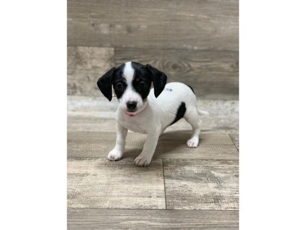 Chiweenie-DOG-Female-Black / Tan-1382-Petland Florence, Kentucky