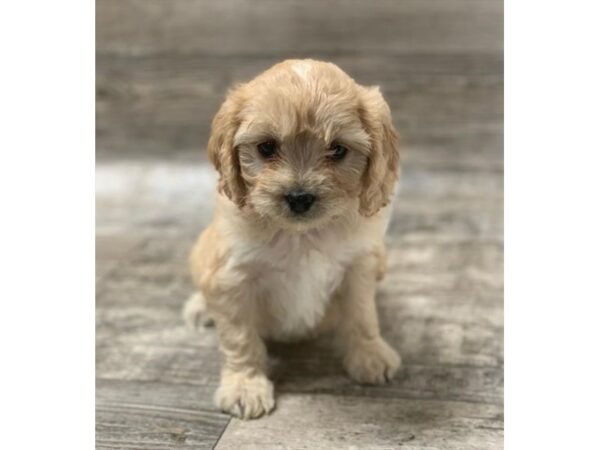 Cavachon DOG Female Apricot 1383 Petland Florence, Kentucky