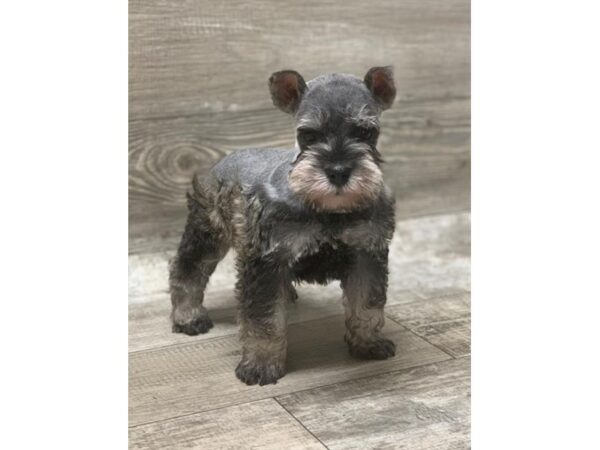 Miniature Schnauzer-DOG-Male-Salt / Pepper-1384-Petland Florence, Kentucky