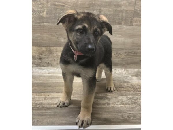German Shepherd Dog-DOG-Female-Black / Tan-1385-Petland Florence, Kentucky