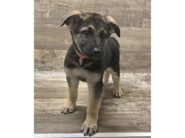 German Shepherd Dog DOG Female Black / Tan 1385 Petland Florence, Kentucky