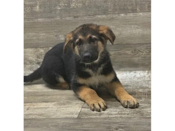 German Shepherd Dog-DOG-Male-Black / Tan-1386-Petland Florence, Kentucky