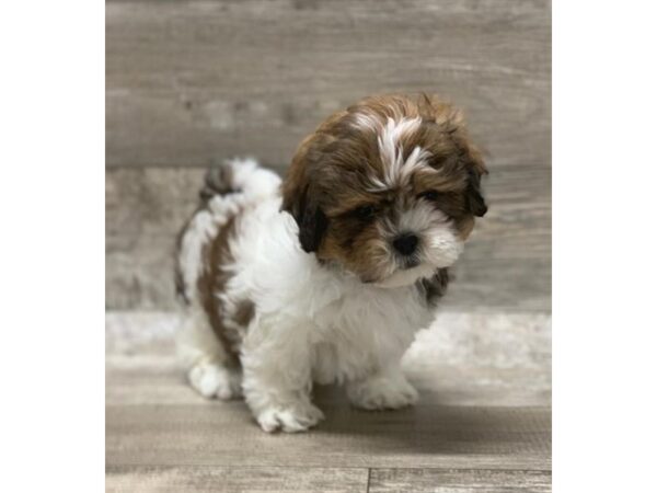 ShizaPoo-DOG-Male-Red-1388-Petland Florence, Kentucky