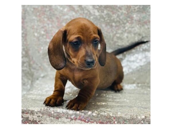 Dachshund DOG Male Wild Boar 1389 Petland Florence, Kentucky