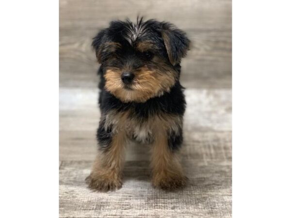 Morkie DOG Male Black / Tan 1390 Petland Florence, Kentucky