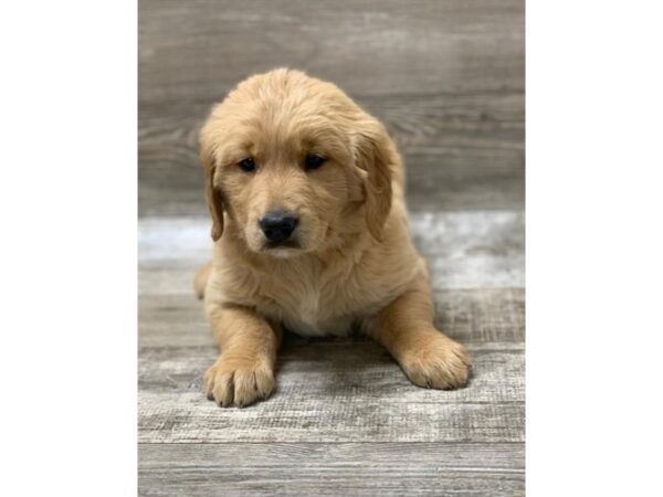 Golden Retriever DOG Female Golden 1391 Petland Florence, Kentucky