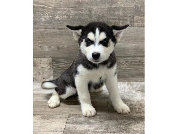 Siberian Husky DOG Female Black / White 1392 Petland Florence, Kentucky