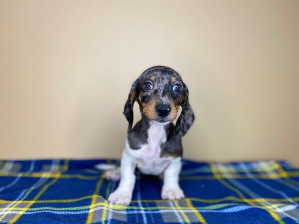 Dachshund DOG Female Black / Tan 1401 Petland Florence, Kentucky