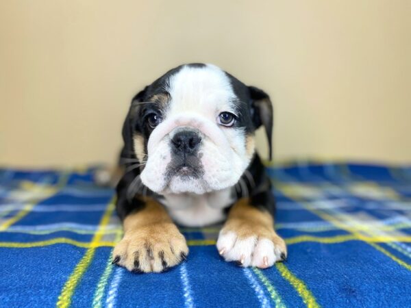 Bulldog-DOG-Female-Black Tan / White-1397-Petland Florence, Kentucky