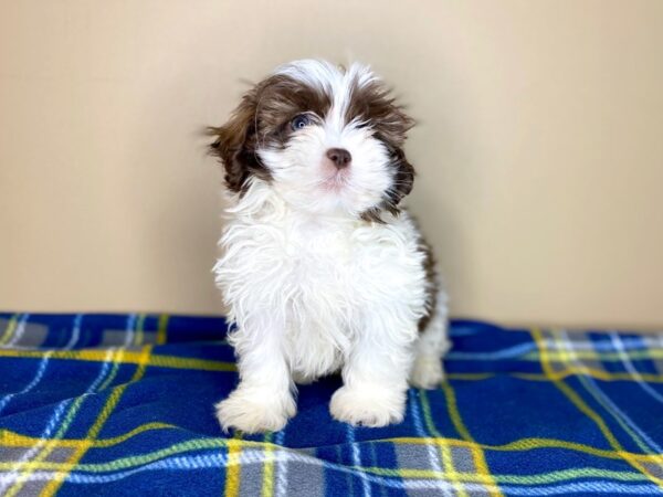 ShizaPoo DOG Male Liver / White 1396 Petland Florence, Kentucky