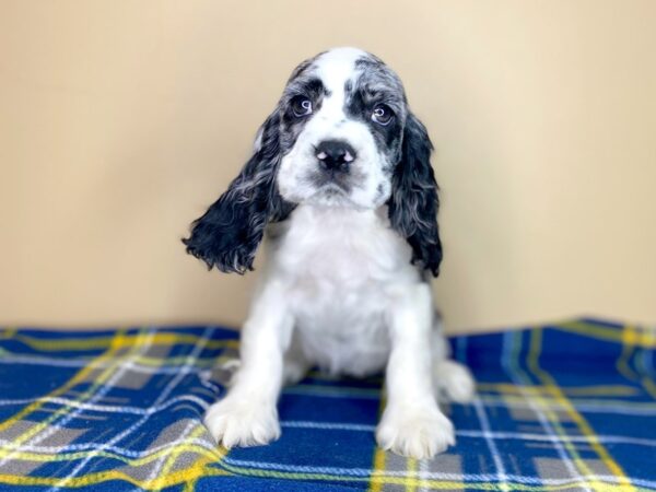 Cocker Spaniel DOG Female Blue Roan 1395 Petland Florence, Kentucky