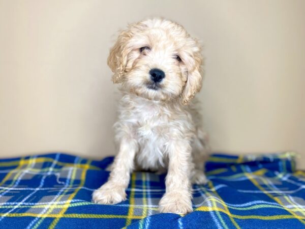 Cavachon DOG Male Apricot 1394 Petland Florence, Kentucky