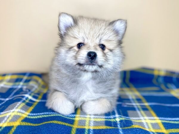 Pomeranian DOG Male Red Sable 1393 Petland Florence, Kentucky